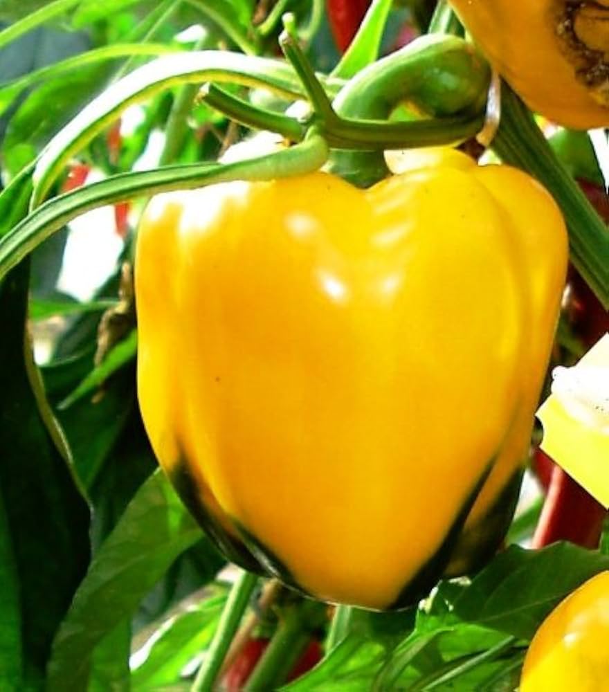 California (Golden Bell pepper Capsicum annuum) for planting in garden